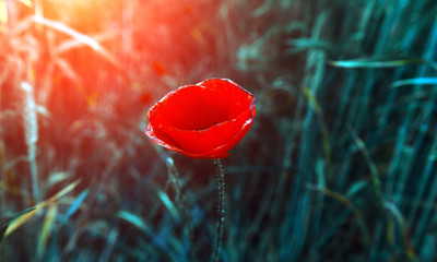 wild poppy flower at sunset