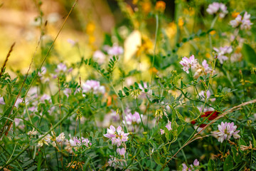 Colorful flowers, selective focus on pink flower. Abundance of blooming wild flowers on the meadow...