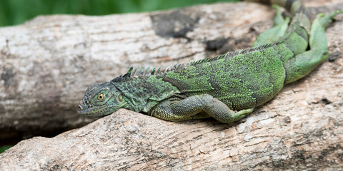 Naklejka na ściany i meble Lazy Green Iguana (Iguana iguana) laying on branch, lounging in diffused sunlight totally relaxed.