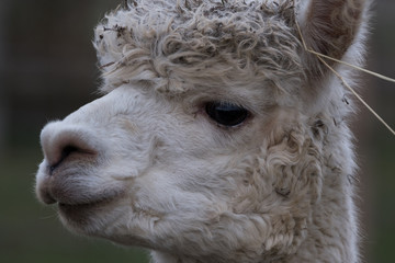 Head of an alpaca with white curly hair