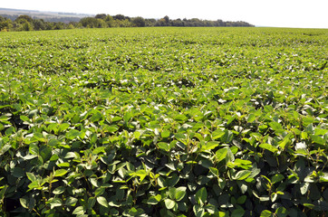 The field grows soy