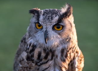 Portrait of European eagle-owl with orange eyes, also known as the Eurasian eagle owl.