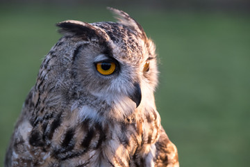 Portrait of European eagle-owl with orange eyes, also known as the Eurasian eagle owl.