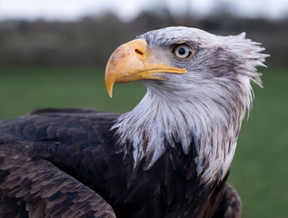 Close up portrait of a bald eagle, photographed at the English School of Falconry, Herrings Green Farm, Bedfordshire UK