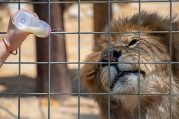 Zookeeper's hand feeding male African lion with milk from the baby bottle