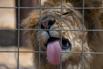 Male African lion catches drops of milk with tongue through cage during feeding time in zoo