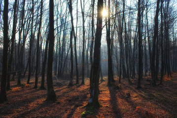 Mystic bare forest with fog, long shadows and sunbeam