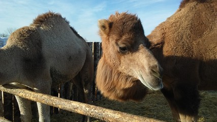 Camels 