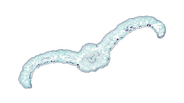 cycas revoluta - cross section cut under the microscope &ndash; microscopic view of plant cells for botanic education