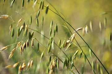 Stems of oats with spikes