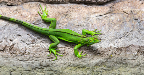 Costa Rican Neon Green Iguana  (Iguana iguana) at water's edge at river bank.