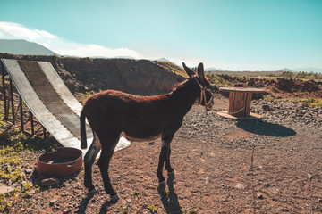 Burro en el campo