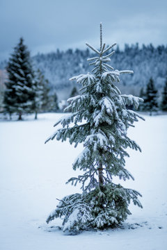 Fototapeta Charlie Brown Christmas tree in nature with snow on the ground in the mountains