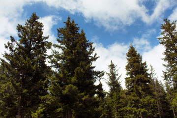 View of many pine trees in mountain forest. The image is captured in Trabzon/Rize area of Black Sea region located at northeast of Turkey.