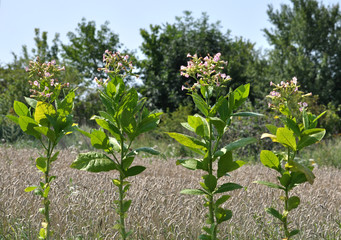 Leaves and stems of tobacco