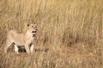 Full body portrait of lion, Panthera leo, cub from the Elawana or Sand River Pride in the Masai Mara, Kenya, with tall grass in background