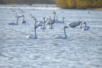 ハクチョウ　Swans