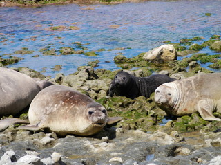 Sea elephants rest on the Atlantic Coast of Patagonia