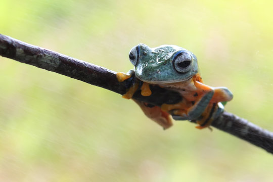 Dumpy tree frog