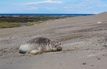 Sea elephants rest on the Atlantic Coast of Patagonia