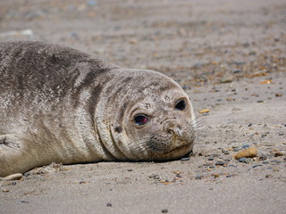 Sea elephants rest on the Atlantic Coast of Patagonia