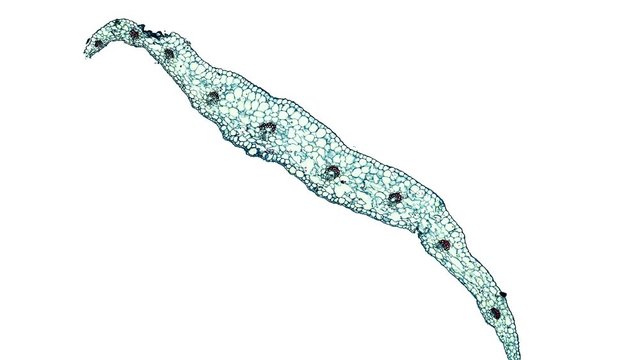 phaseolus vulgaris bean pulvinus - cross section cut under the microscope &ndash; microscopic view of plant cells for botanic education