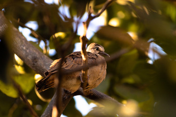 bird