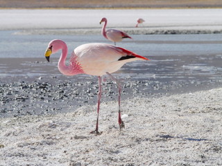Flamingos and lagoons of Bolivia. Andean altiplano.