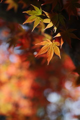 カエデの紅葉