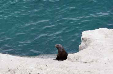 Fototapeta premium Sea lions on a rock of the coast of Patagonia.