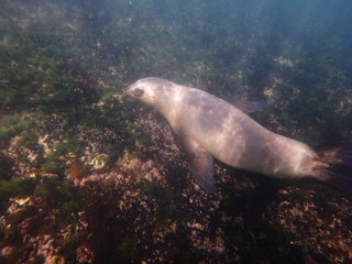 Obraz premium Sea lions swimming underwater in the sea of Patagonia