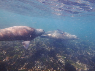 Sea lions swimming underwater in the sea of Patagonia