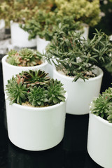 Beautiful small green succulents growing in white pots