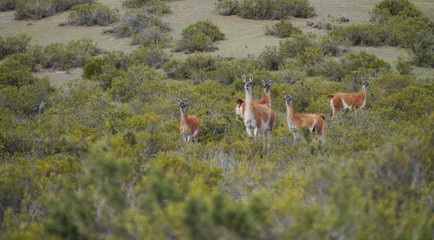 Group of Guanacos in the steppe of Patagonia.