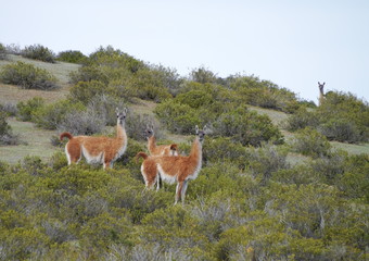 Group of Guanacos in the steppe of Patagonia.