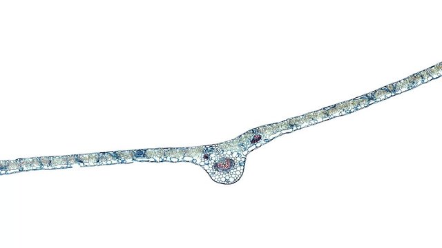plant leaf - cross section cut under the microscope &ndash; microscopic view of plant cells for botanic education