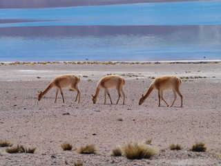 Vicunas in the high altitude of the Andes