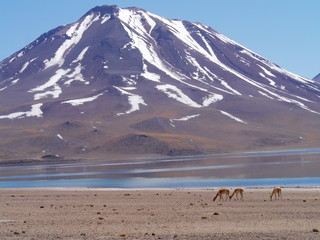 Vicunas in the high altitude of the Andes