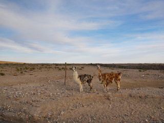 Fototapeta na wymiar Llamas on the Andean Altiplano.