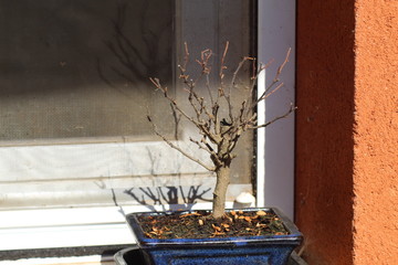 bonsai  fallecido