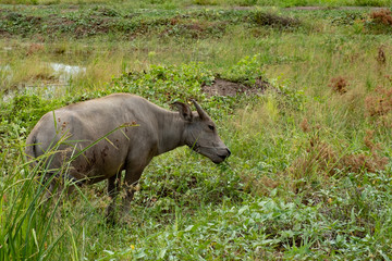 Fototapeta premium Buffalo in rice field