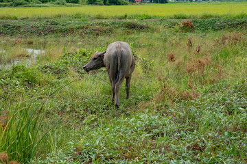 Naklejka na ściany i meble Buffalo in rice field