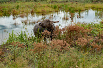 Obraz premium Buffalo in rice field