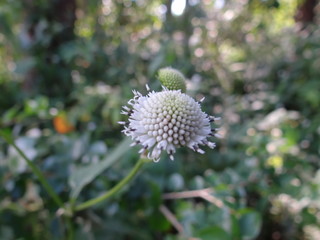 White Flower closeup