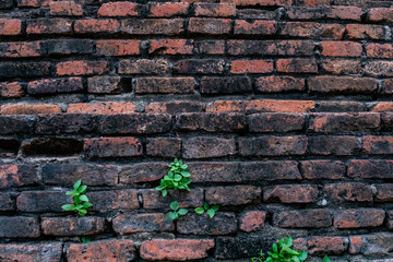 Ancient brick wall