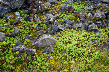Close up view of mountain rocks and wild plants. The image is captured in Trabzon/Rize area of Black Sea region located at northeast of Turkey.