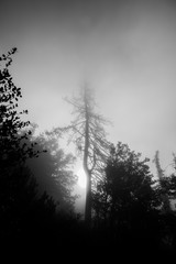 Tree in fog