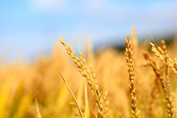 Mature rice in rice field,