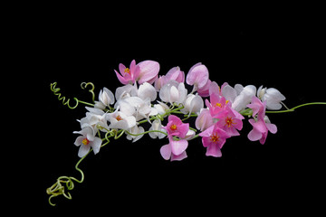 Flowers : Pink and White Mexican Creeper (Antigonon leptopus) Isolated on Balck background. 