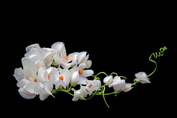Naklejka na ściany i meble Flowers : White Mexican Creeper (Antigonon leptopus) Isolated on Balck background. 